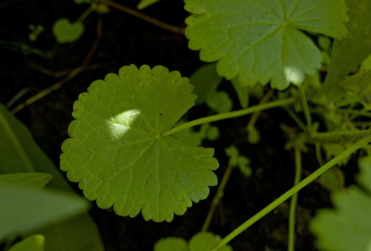 Image of Sidalcea malviflora specimen.