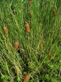 Typha laxmannii