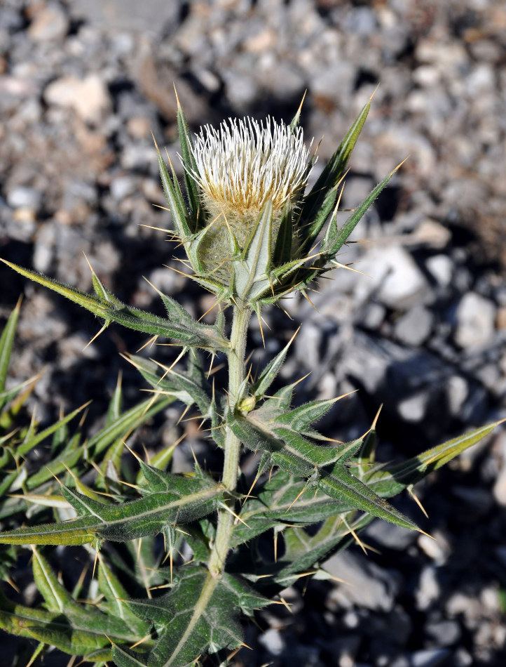 Image of Cirsium turkestanicum specimen.