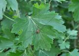 Ribes aureum