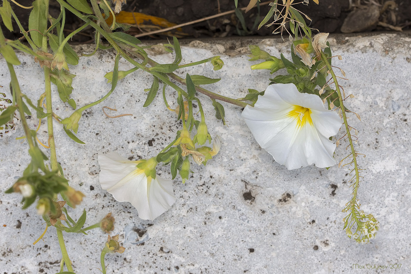 Изображение особи Convolvulus tricolor.