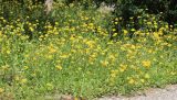 Crepis rhoeadifolia. Группа цветущих растений. Черноморское побережье Кавказа, г. Новороссийск, сорное. 27 июня 2016 г.