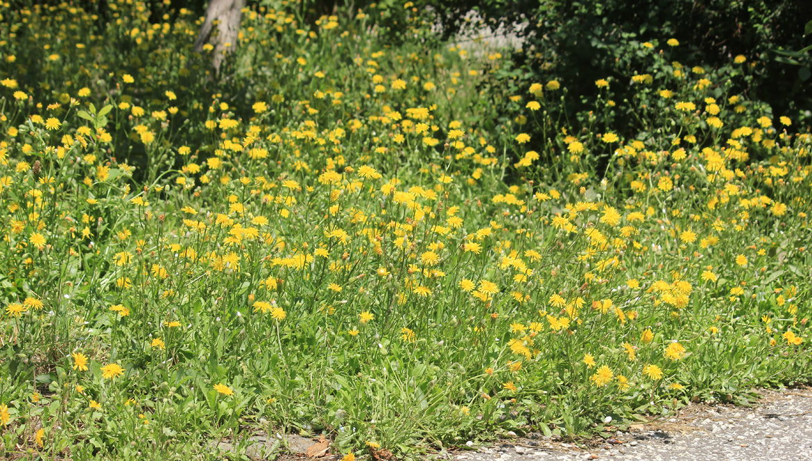 Image of Crepis rhoeadifolia specimen.