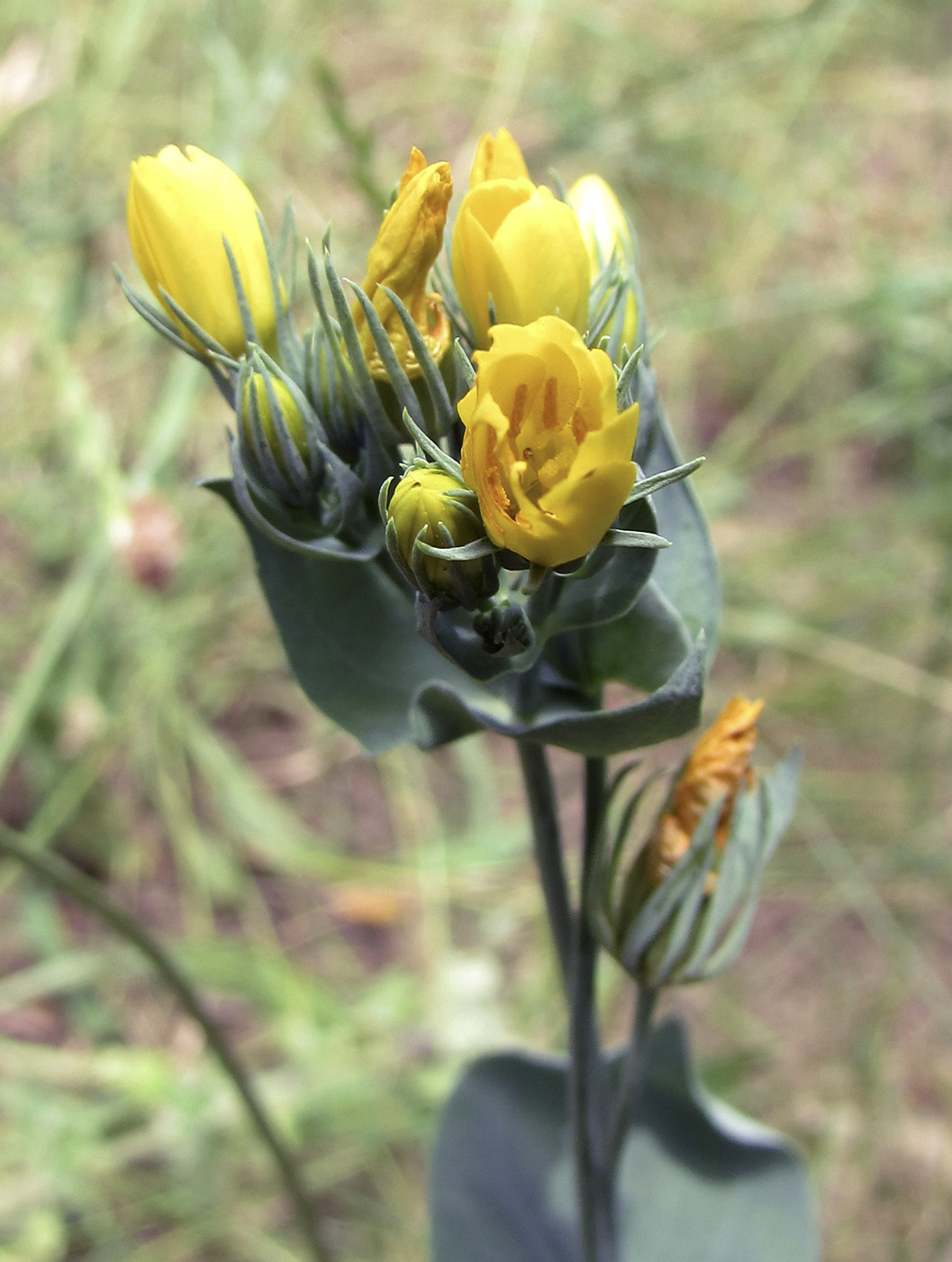 Изображение особи Blackstonia perfoliata.