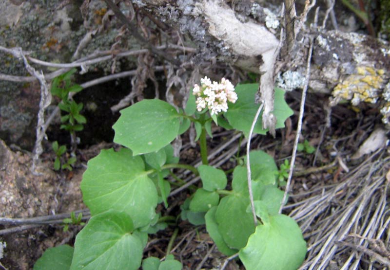 Image of Valeriana ficariifolia specimen.