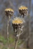 Carlina fennica