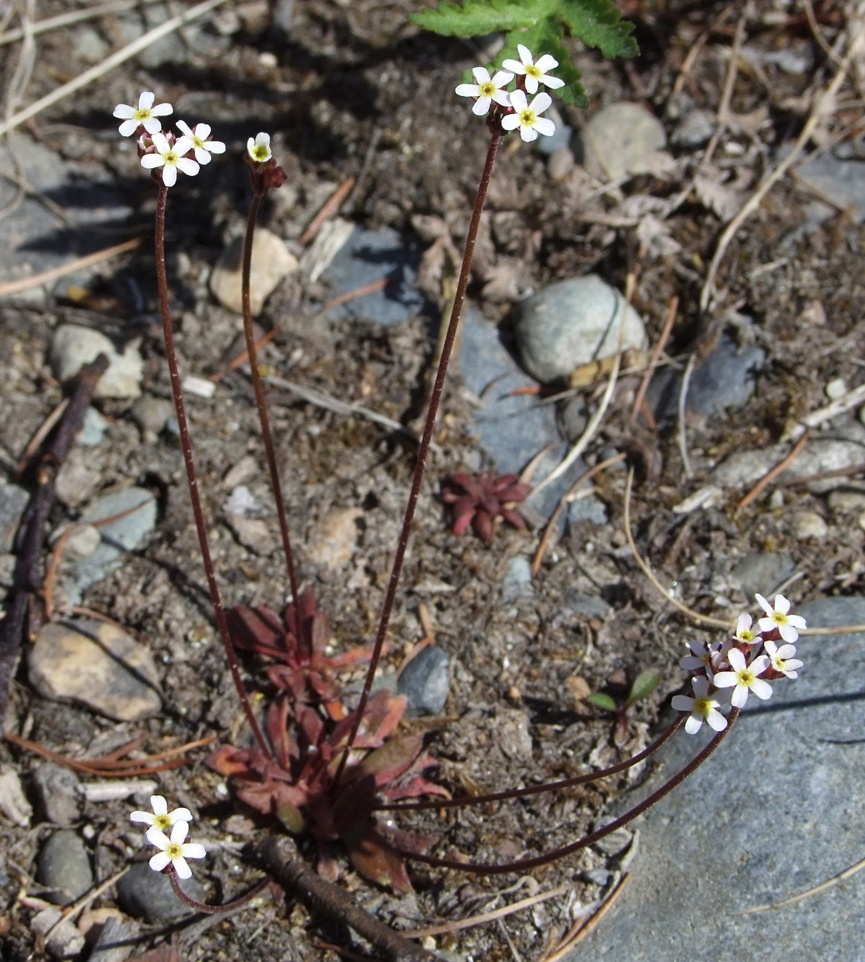 Image of Androsace septentrionalis specimen.