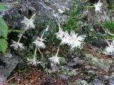 Dianthus acicularis