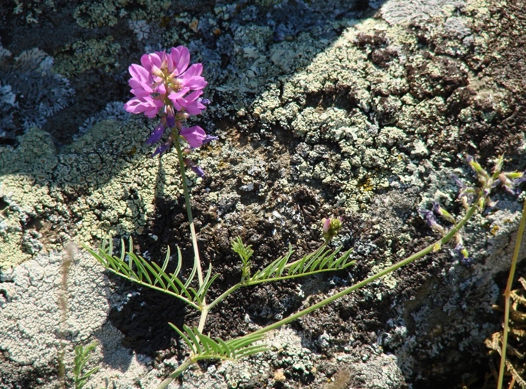 Изображение особи Astragalus versicolor.