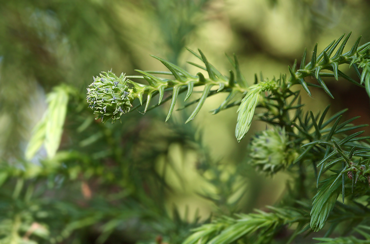 Image of Cryptomeria japonica specimen.