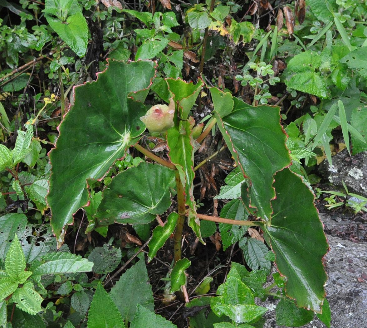 Image of Begonia bracteosa specimen.