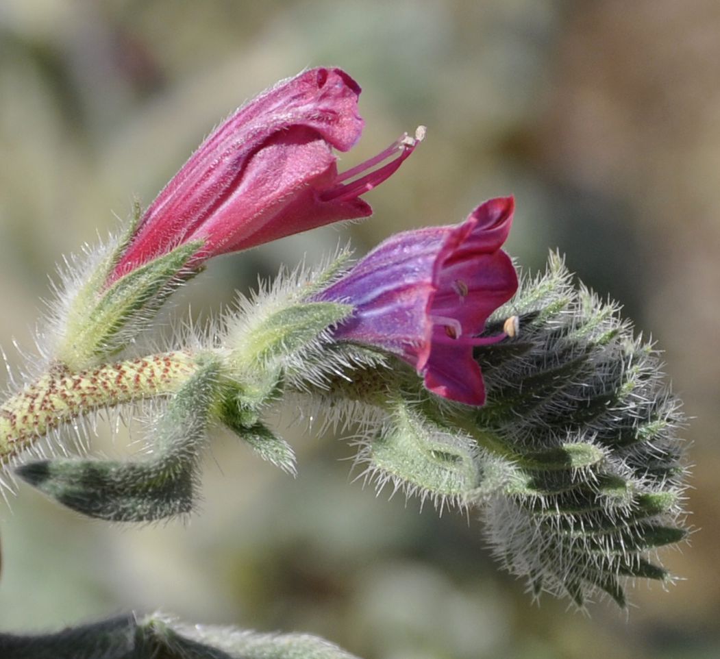 Image of Echium angustifolium specimen.