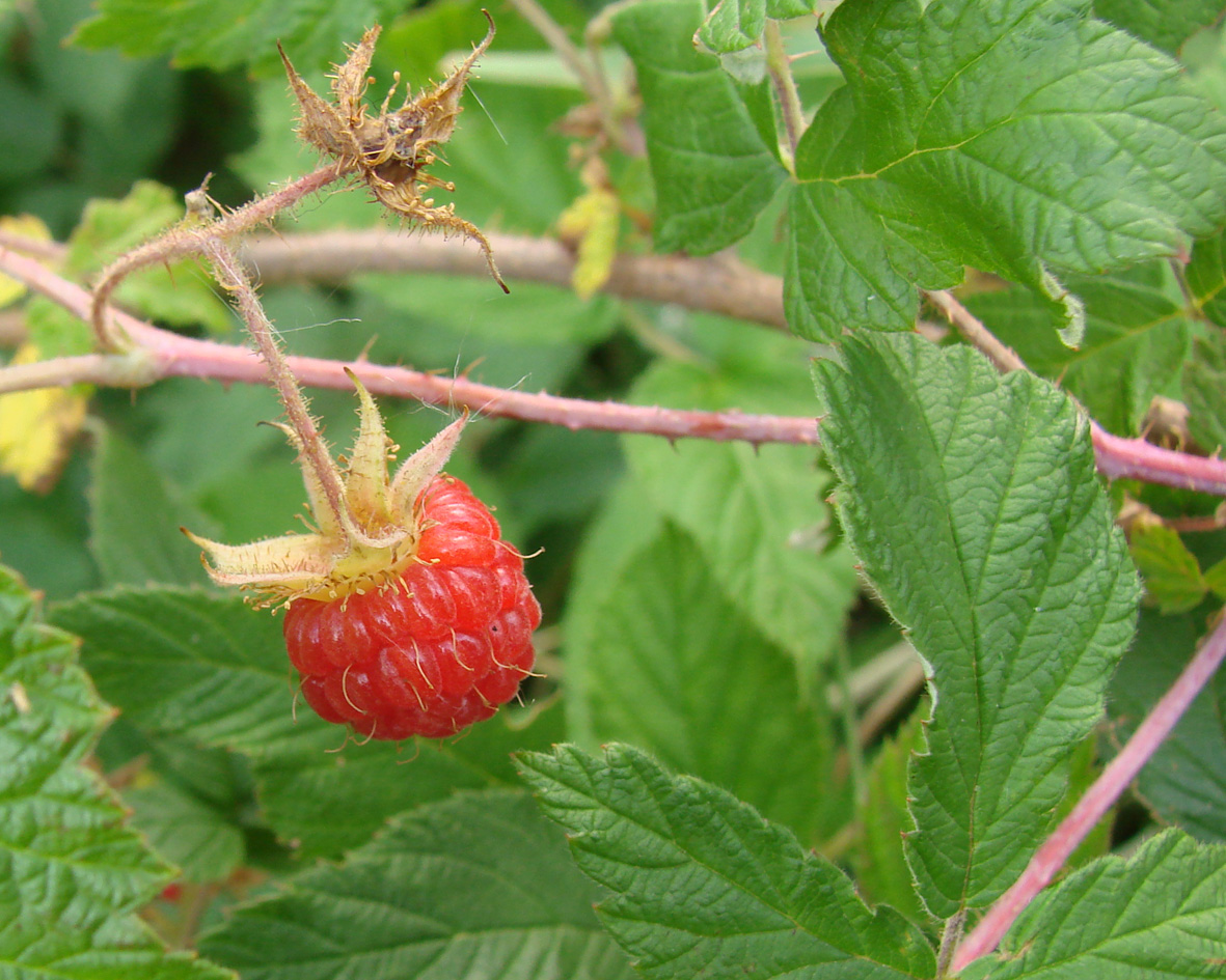 Image of Rubus matsumuranus specimen.