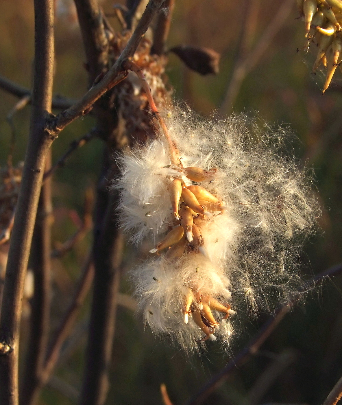 Изображение особи Salix pseudopentandra.