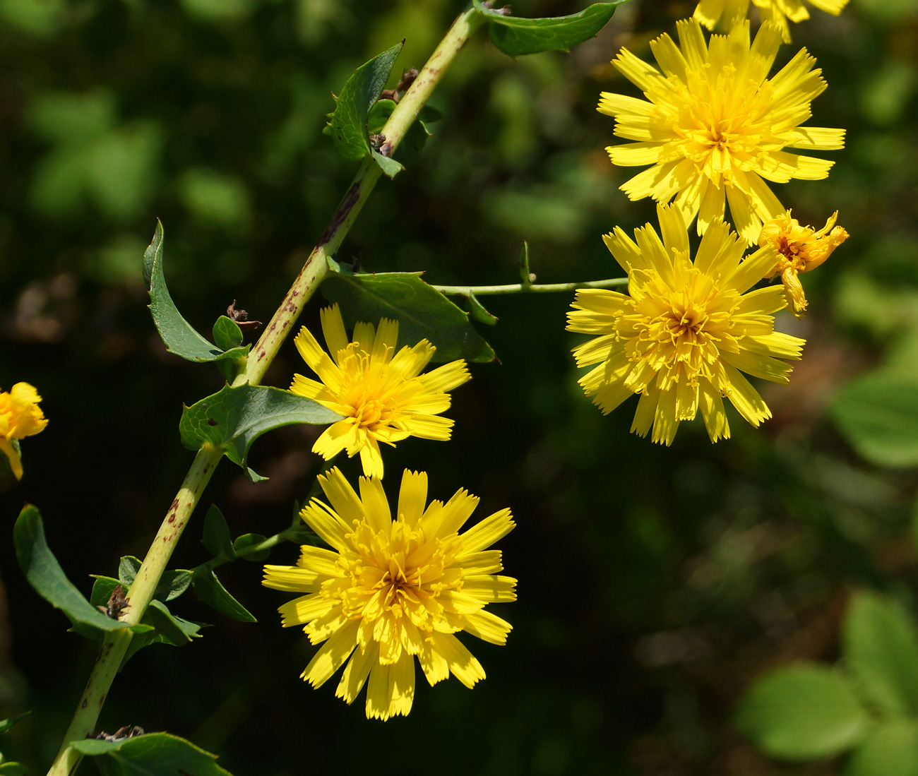 Image of Hieracium robustum specimen.