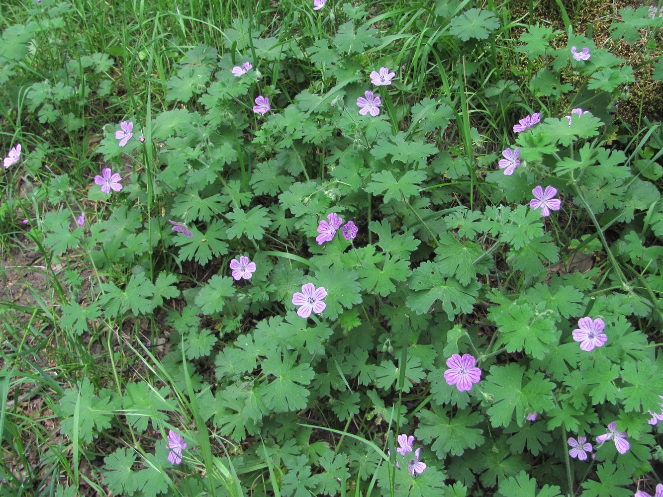 Image of Geranium albanum specimen.