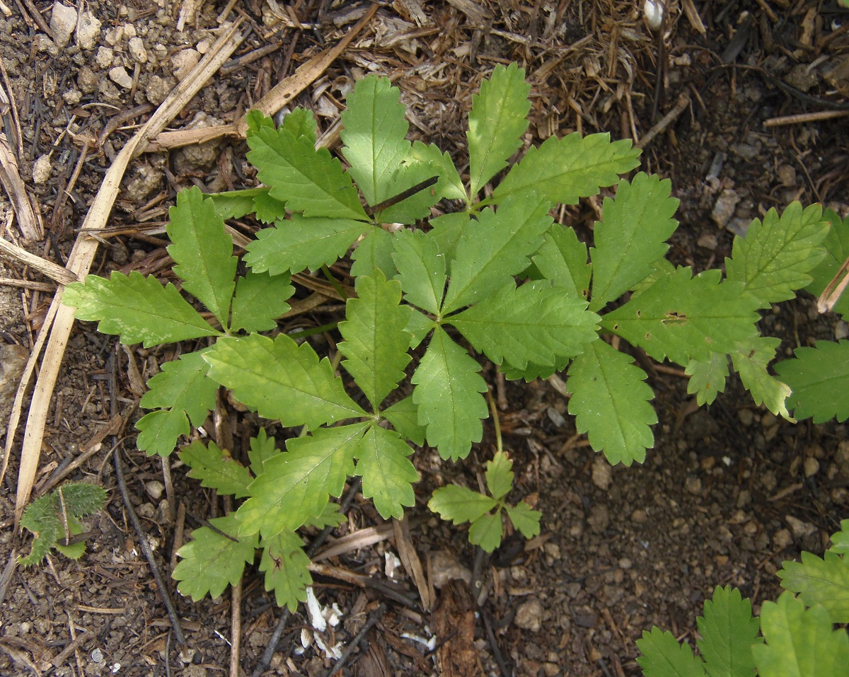 Image of Potentilla reptans specimen.