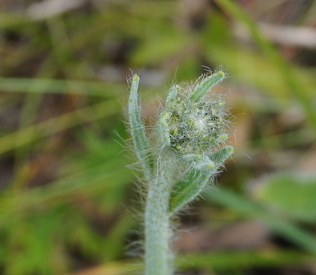 Изображение особи Pilosella procera.