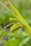 Carex pseudocyperus. Верхушка побега с соплодиями и отцветшим мужским соцветием. Беларусь, Витебская обл., пос. Езерище, малоиспользуемая грунтовая дорога. 25.06.2018.