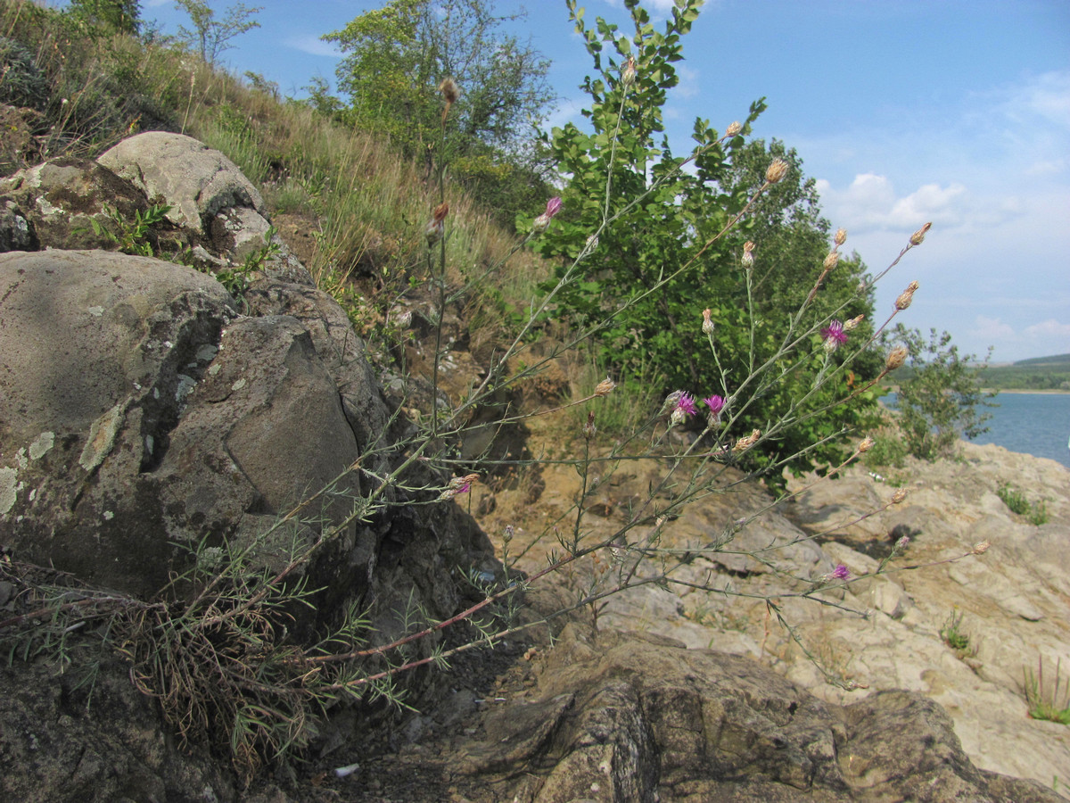 Image of Centaurea sterilis specimen.