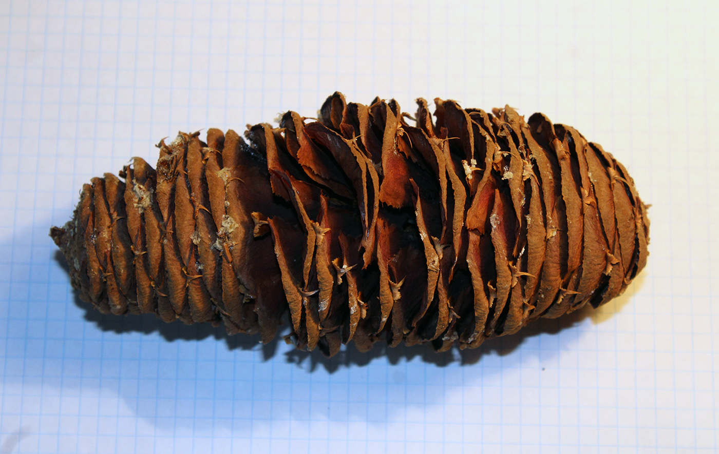 Image of Abies nordmanniana specimen.