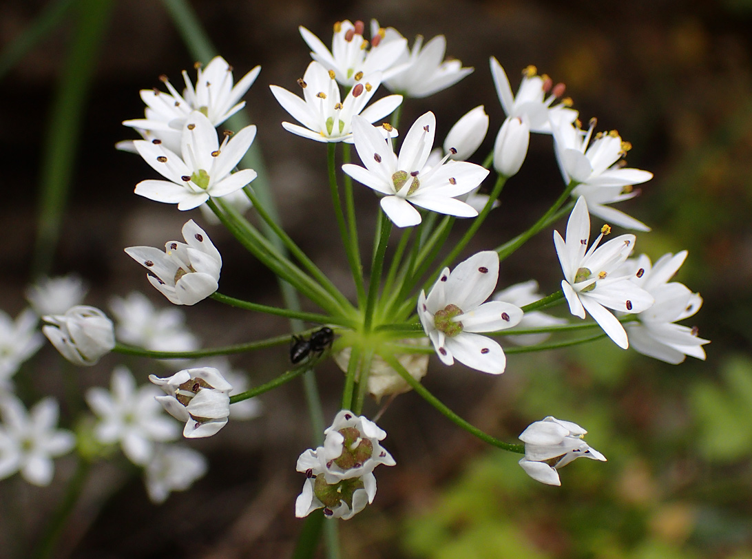 Image of Allium subhirsutum specimen.