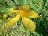 Hypericum ascyron