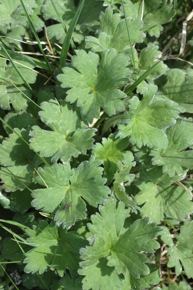 Image of familia Ranunculaceae specimen.