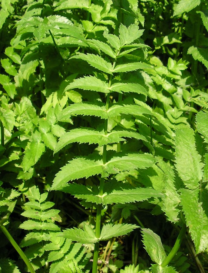 Image of Berula erecta specimen.