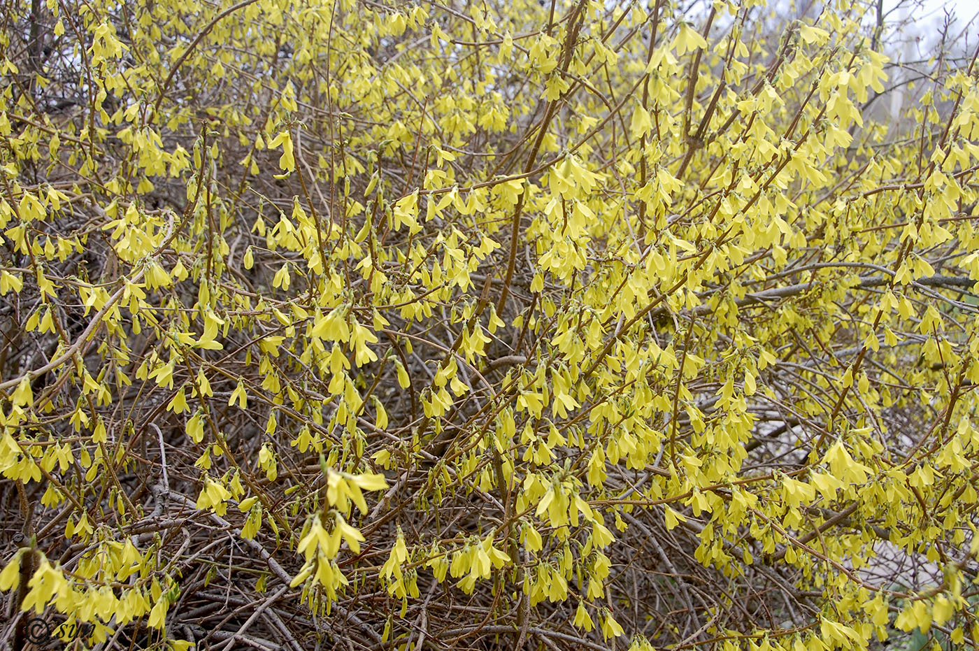 Image of Forsythia europaea specimen.