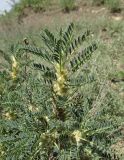 Astragalus denudatus