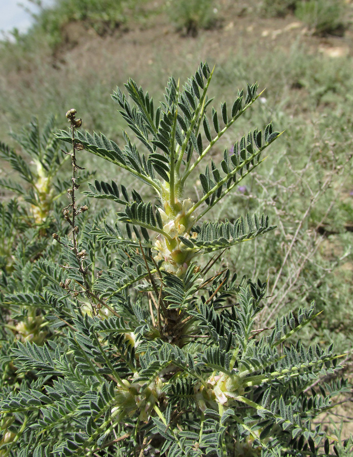 Изображение особи Astragalus denudatus.