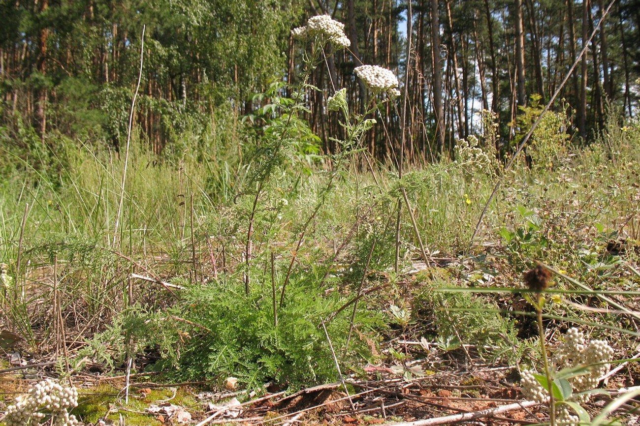 Image of Achillea nobilis specimen.