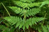 Смотреть изображение Dryopteris assimilis