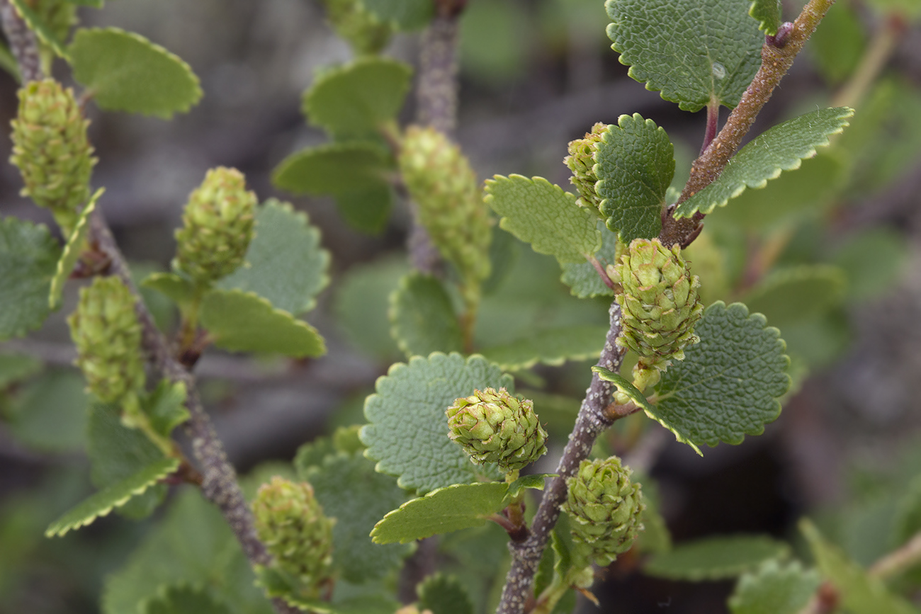 Изображение особи Betula exilis.