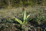 Orchis purpurea