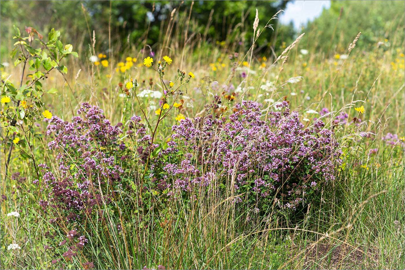 Изображение особи Origanum vulgare.