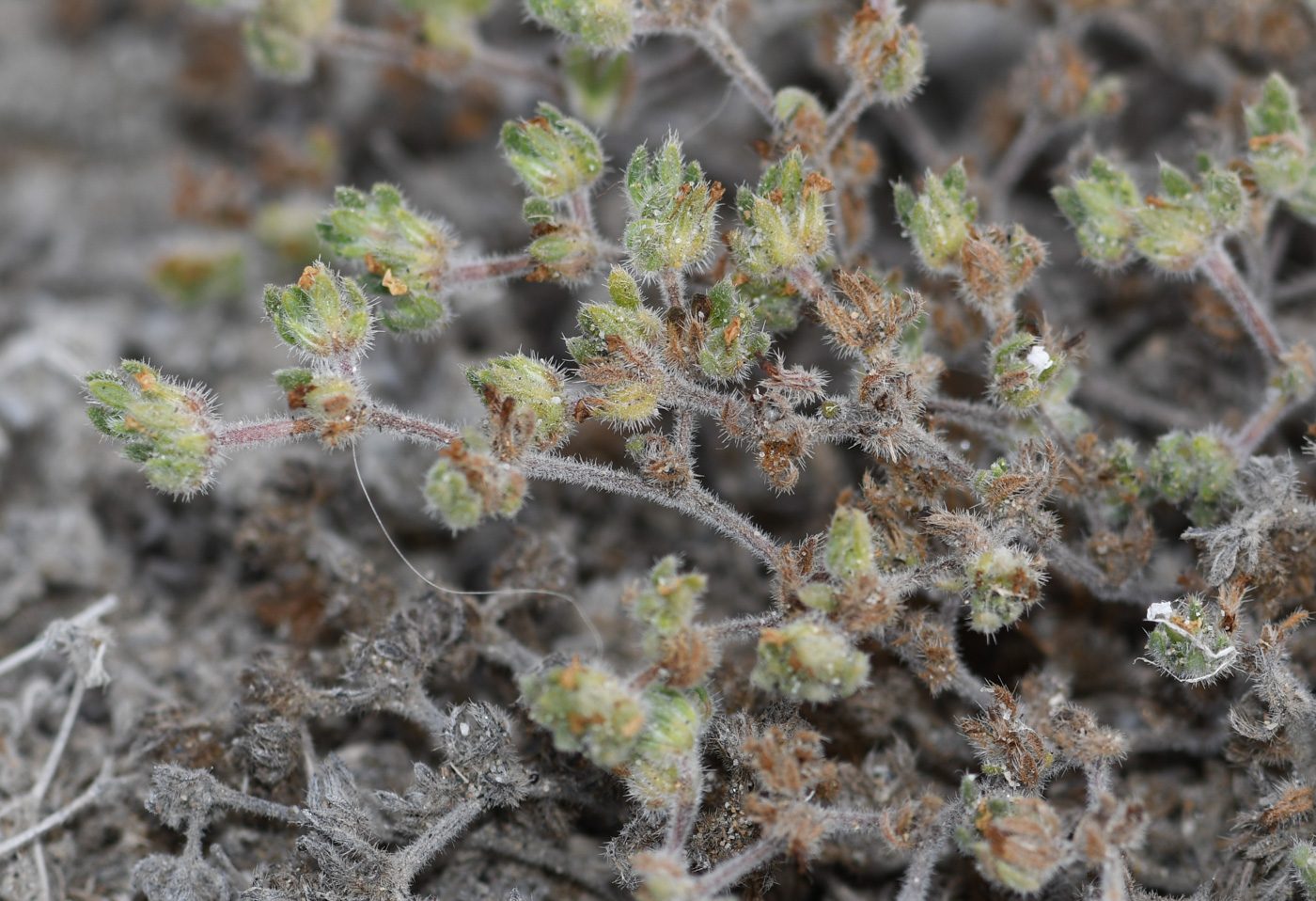 Image of Tiquilia paronychioides specimen.