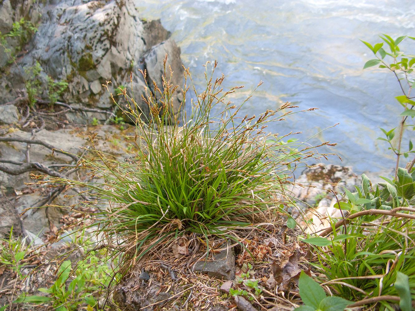 Image of Carex digitata specimen.