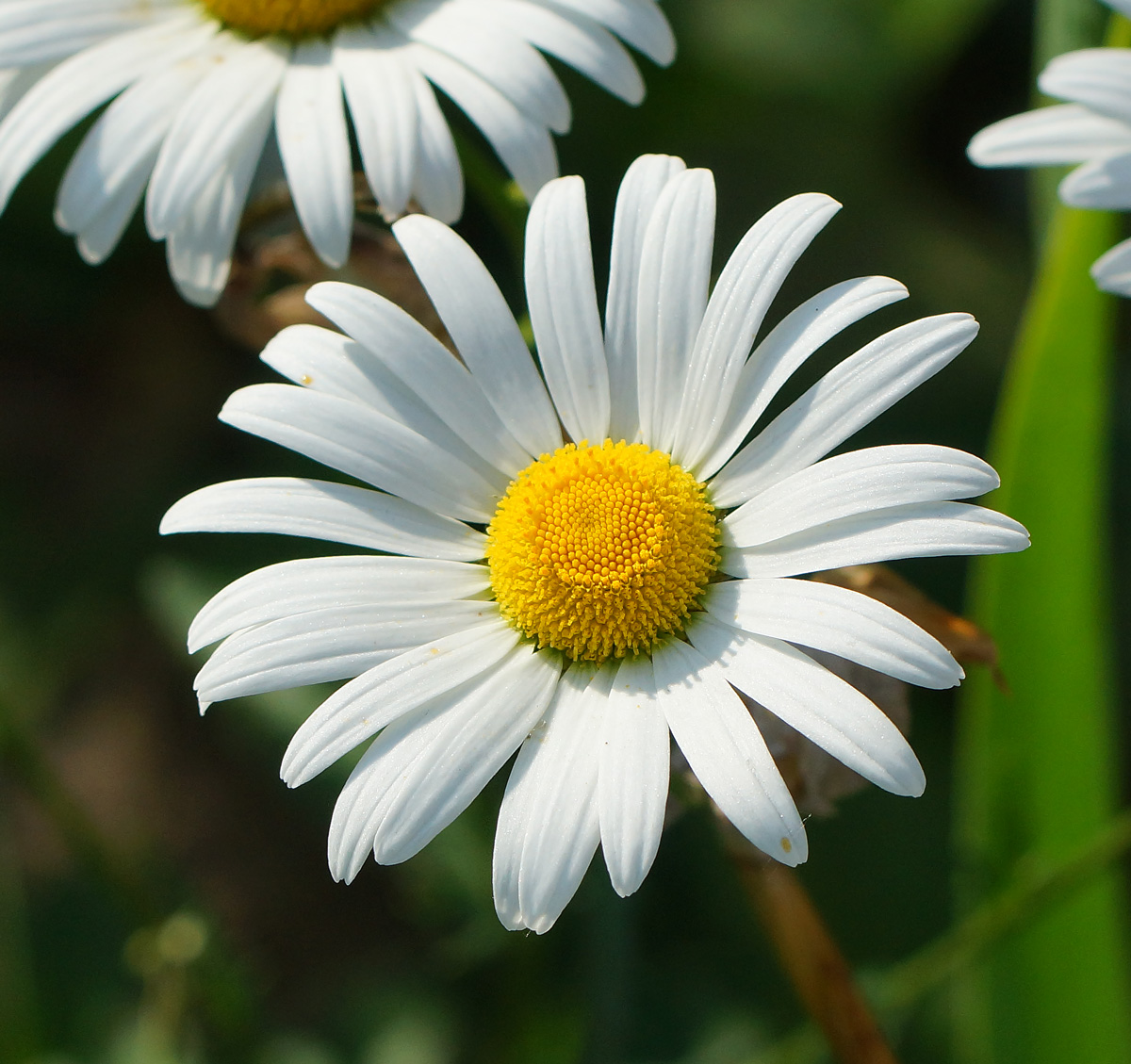 Image of Leucanthemum maximum specimen.