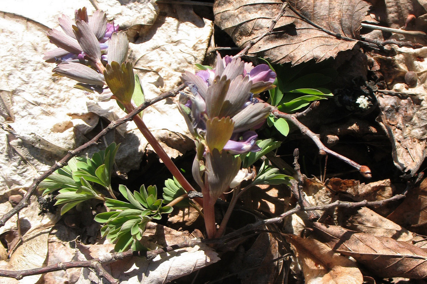 Image of Corydalis solida specimen.