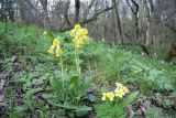 Primula macrocalyx