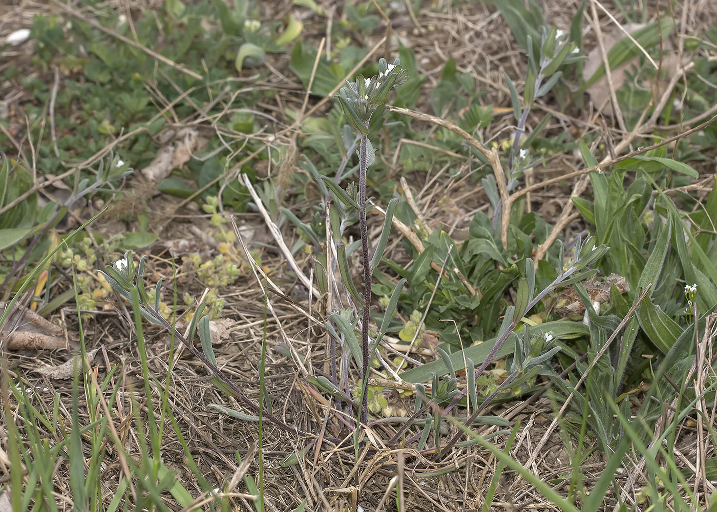 Image of Buglossoides arvensis specimen.