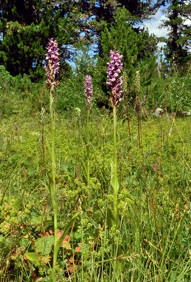 Image of Dactylorhiza sibirica specimen.