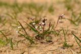 Erophila verna