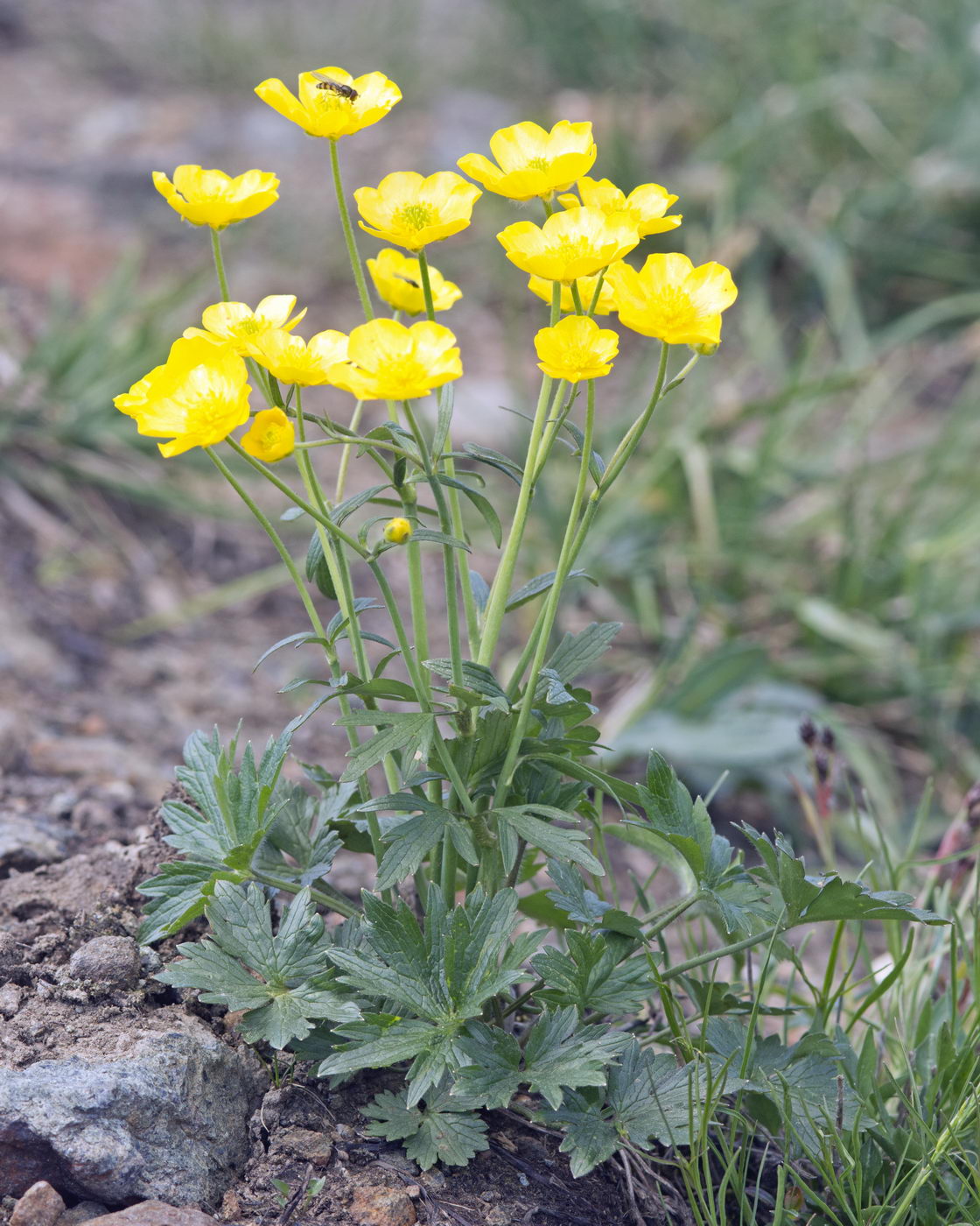 Image of Ranunculus subborealis specimen.