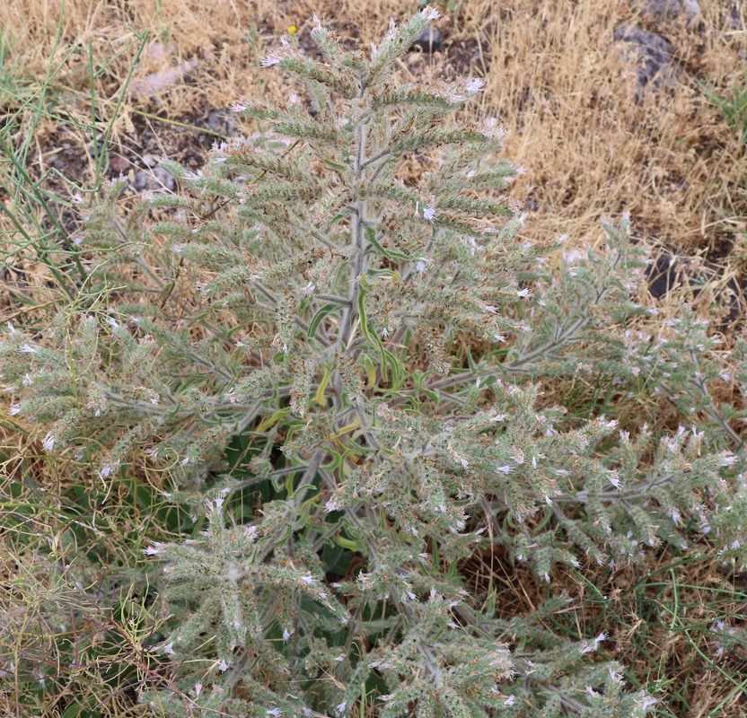 Изображение особи Echium biebersteinii.