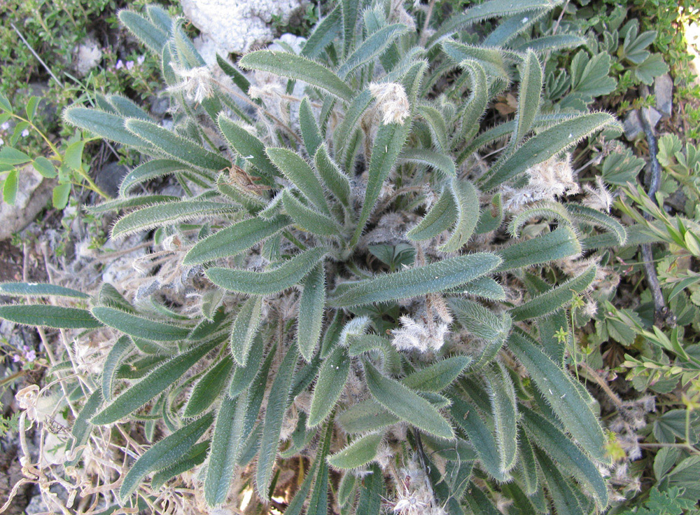 Image of Craniospermum tuvinicum specimen.