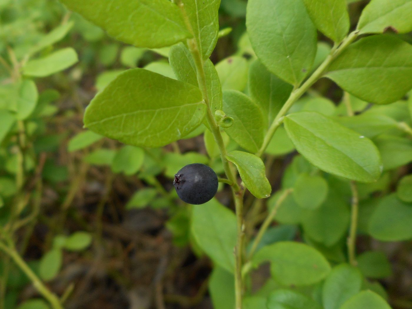 Image of Vaccinium &times; intermedium specimen.