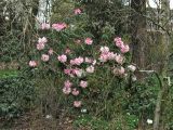 Rhododendron minus. Цветущее растение. ФРГ, Нижняя Саксония, Ольденбург, ботанический сад Ольденбургского университета, в культуре. 7 апреля 2007 г.